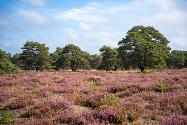 Nationaal park De Hoge Veluwe Nationaal park De Hoge Veluwe