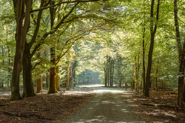 Nationaal park De Hoge Veluwe Nationaal park De Hoge Veluwe