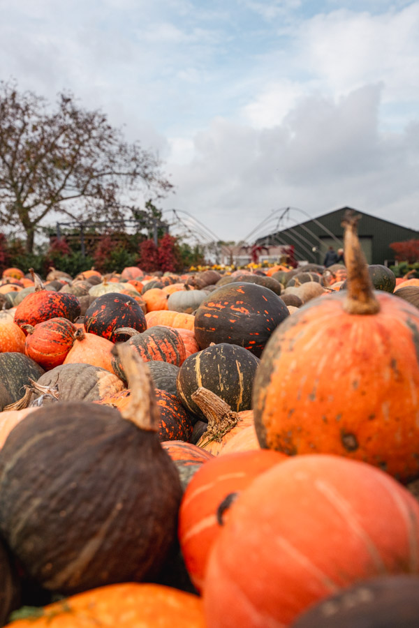 Pompoenboerderij Uden