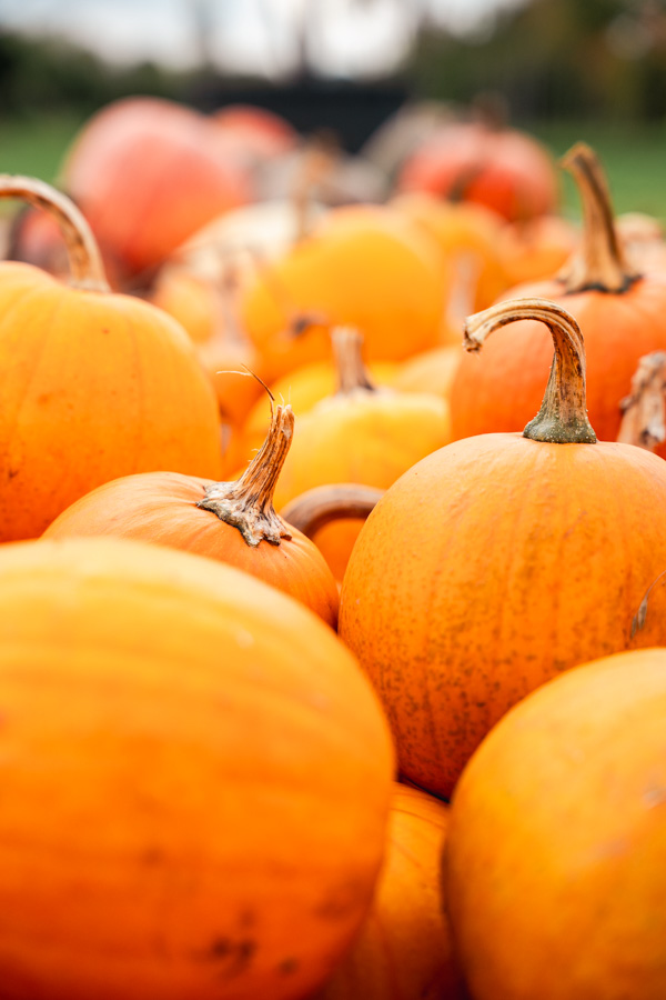 Pompoenboerderij Uden