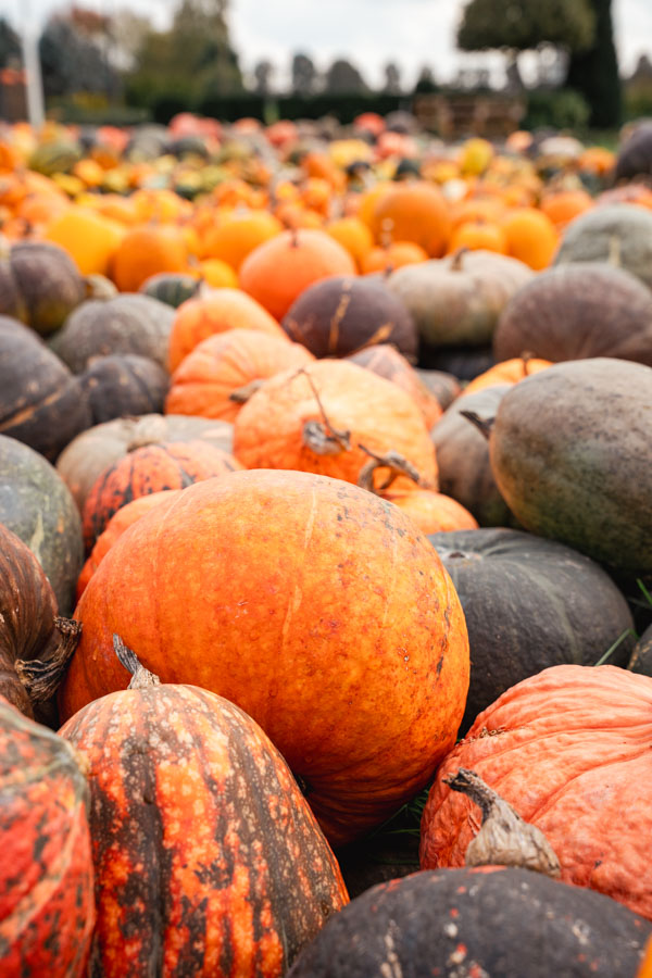 Pompoenboerderij Uden