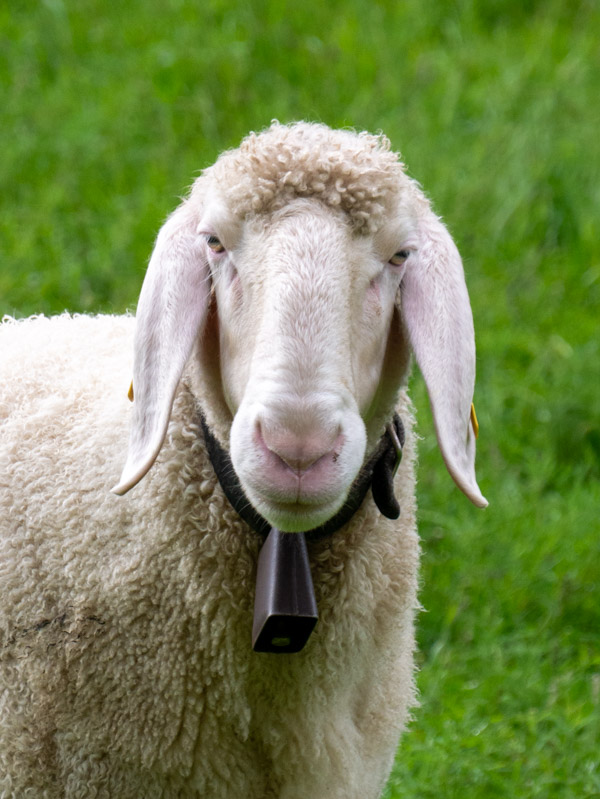 Rondwandeling Silz, Tirol