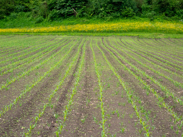 Rondwandeling Silz, Tirol