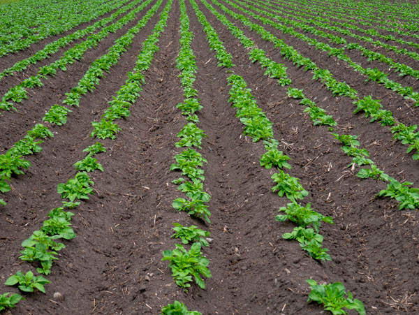 Rondwandeling Silz, Tirol