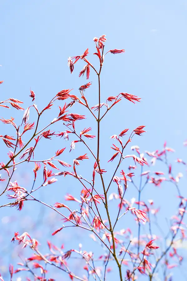 Japanse Tuin @ Hasselt, Belgisch Limburg