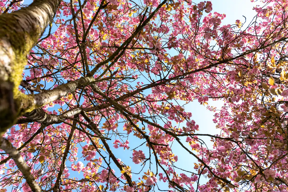 Japanse Tuin @ Hasselt, Belgisch Limburg
