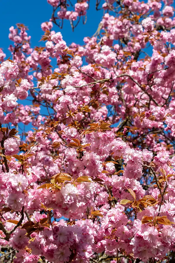 Japanse Tuin @ Hasselt, Belgisch Limburg