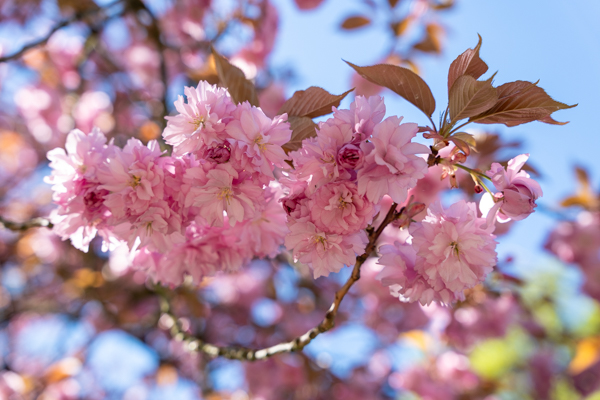 Japanse Tuin @ Hasselt, Belgisch Limburg Japanse Tuin @ Hasselt, Belgisch Limburg