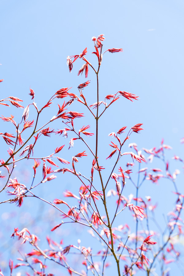 Japanse Tuin @ Hasselt, Belgisch Limburg Japanse Tuin @ Hasselt, Belgisch Limburg