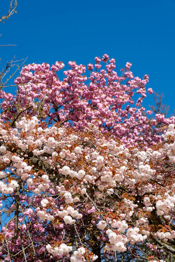 Japanse Tuin @ Hasselt, Belgisch Limburg Japanse Tuin @ Hasselt, Belgisch Limburg