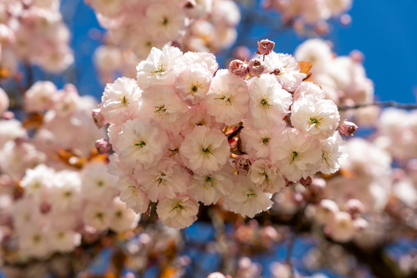Japanse Tuin @ Hasselt, Belgisch Limburg Japanse Tuin @ Hasselt, Belgisch Limburg