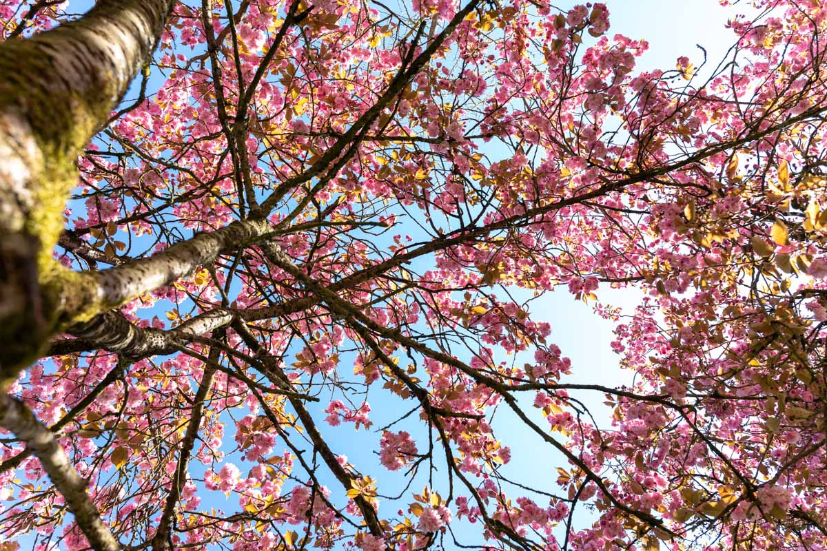 Japanse Tuin @ Hasselt, Belgisch Limburg Japanse Tuin @ Hasselt, Belgisch Limburg