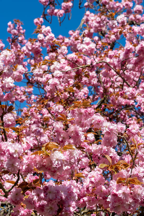 Japanse Tuin @ Hasselt, Belgisch Limburg Japanse Tuin @ Hasselt, Belgisch Limburg