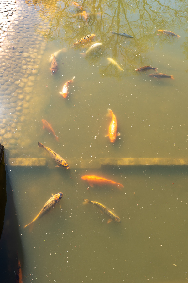 Japanse Tuin @ Hasselt, Belgisch Limburg Japanse Tuin @ Hasselt, Belgisch Limburg