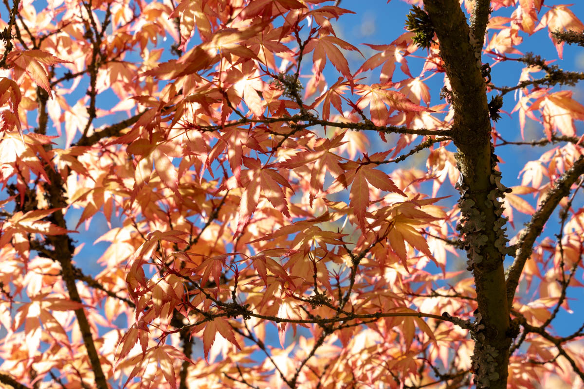 Japanse Tuin @ Hasselt, Belgisch Limburg Japanse Tuin @ Hasselt, Belgisch Limburg