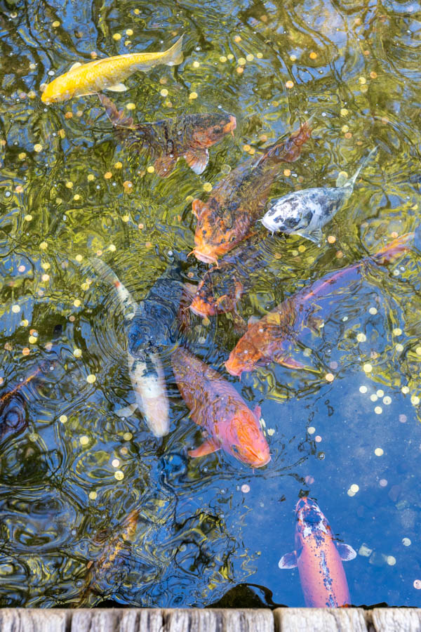 Japanse Tuin @ Hasselt, Belgisch Limburg Japanse Tuin @ Hasselt, Belgisch Limburg