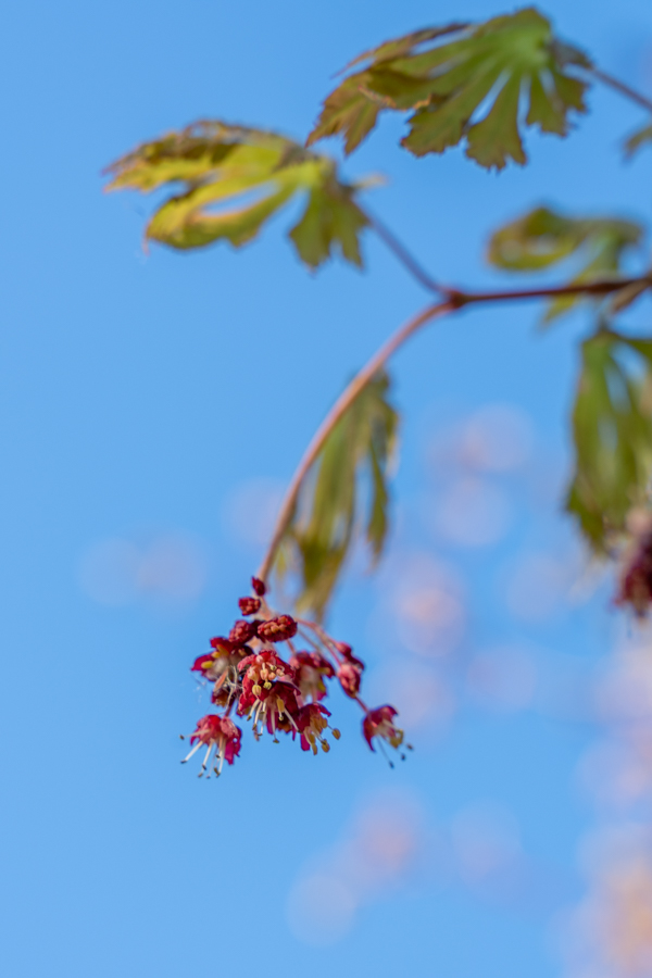 Japanse Tuin @ Hasselt, Belgisch Limburg Japanse Tuin @ Hasselt, Belgisch Limburg