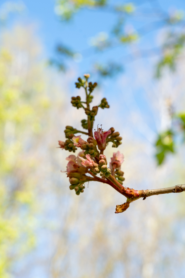 Japanse Tuin @ Hasselt, Belgisch Limburg Japanse Tuin @ Hasselt, Belgisch Limburg