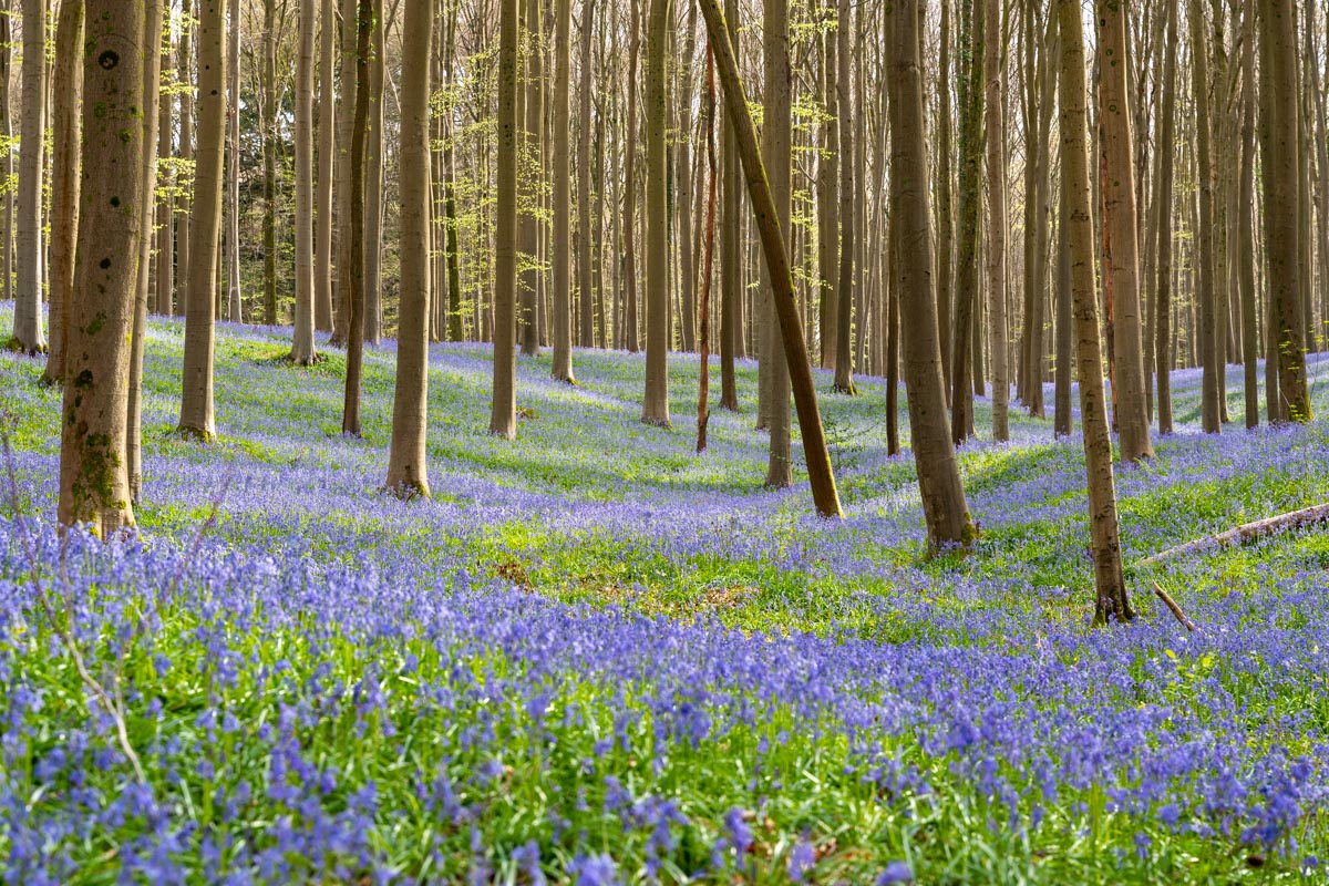 Hyacintenfestival Hallerbos, Halle, België
