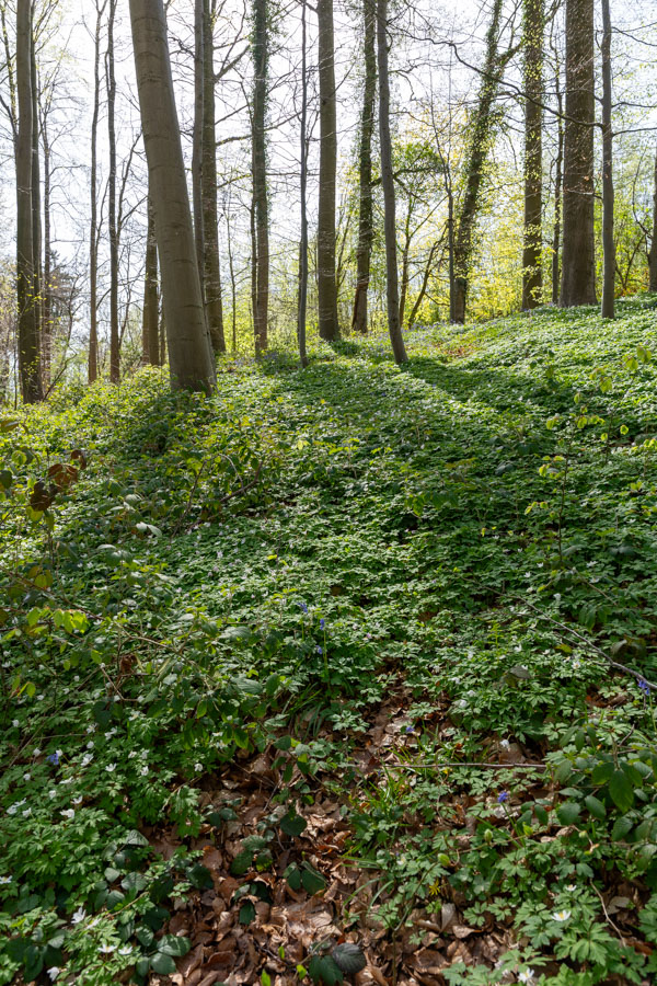 Hyacintenfestival Hallerbos, Halle, België
