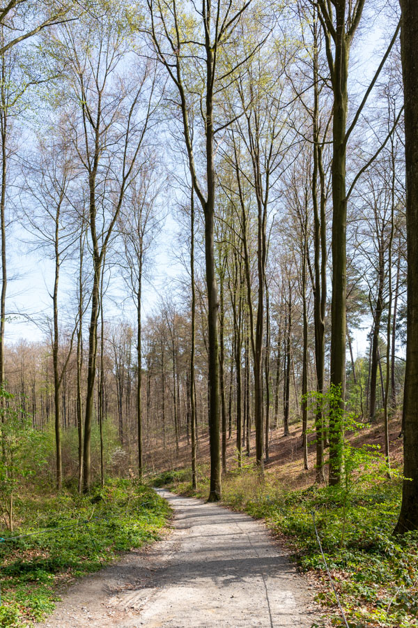 Hyacintenfestival Hallerbos, Halle, België