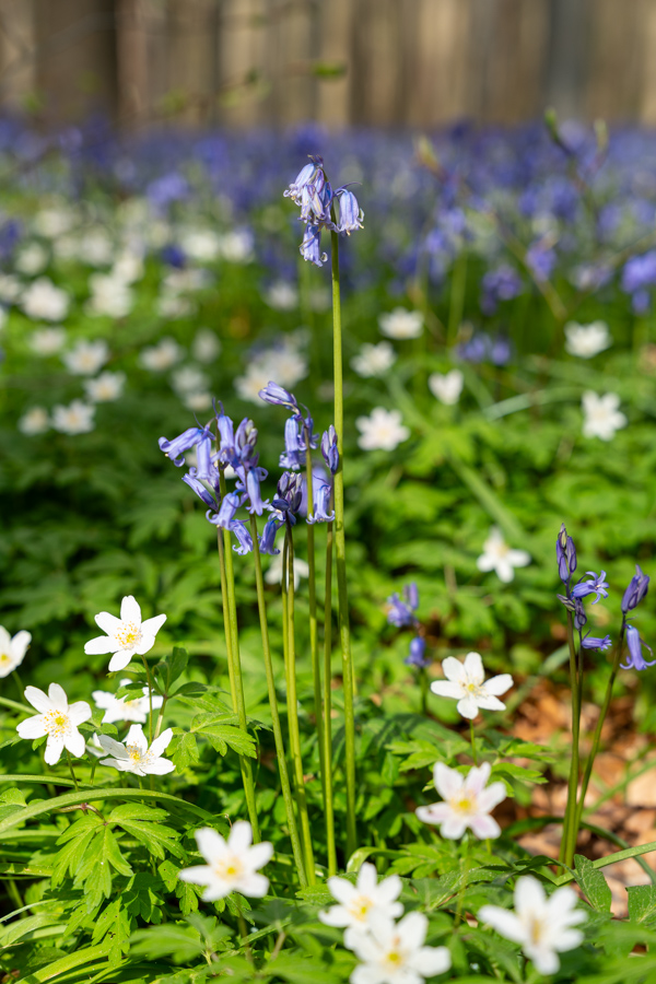 Hyacintenfestival Hallerbos, Halle, België