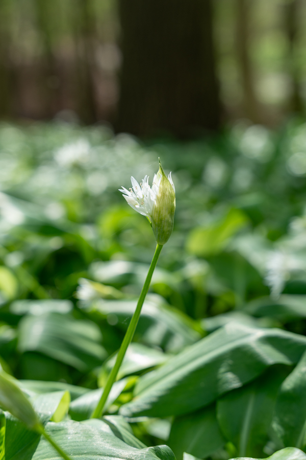Hyacintenfestival Hallerbos, Halle, België