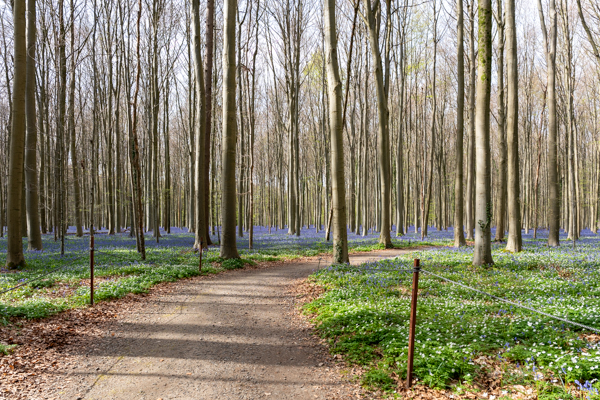 Hyacintenfestival Hallerbos, Halle, België
