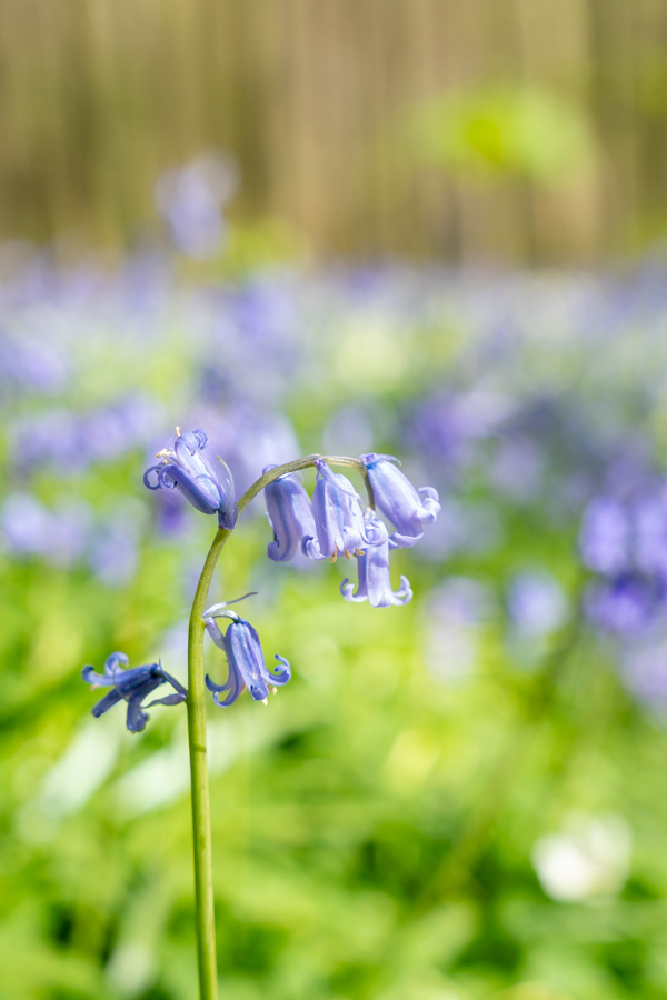 Hyacintenfestival Hallerbos, Halle, België