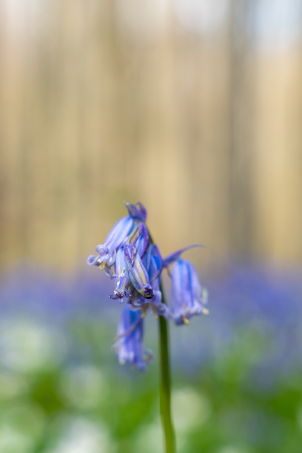 Hyacintenfestival Hallerbos, Halle, België