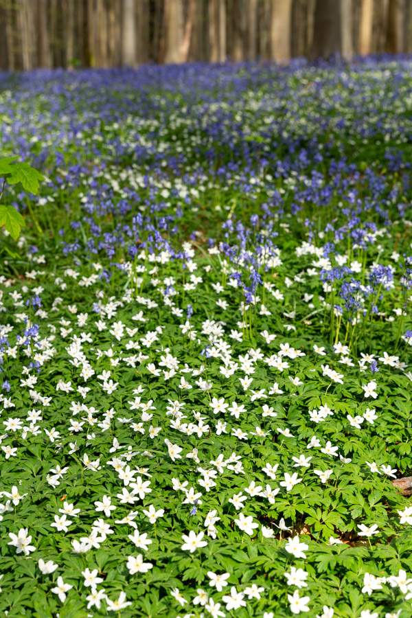 Hyacintenfestival Hallerbos, Halle, België