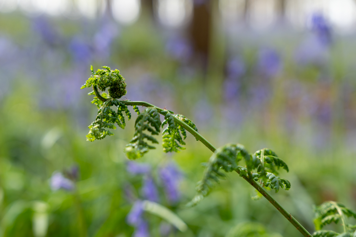 Hyacintenfestival Hallerbos, Halle, België