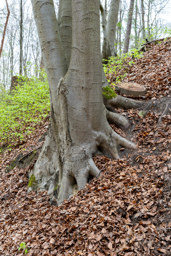 Hyacintenfestival Hallerbos, Halle, België
