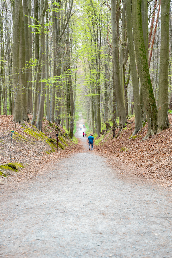 Hyacintenfestival Hallerbos, Halle, België