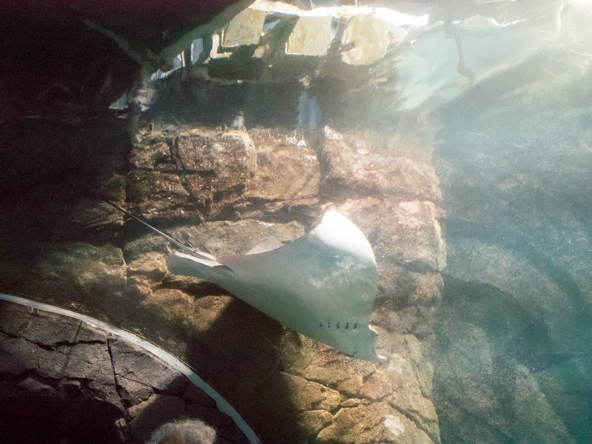 burgers zoo ocean 0021  burgers zoo ocean 0021