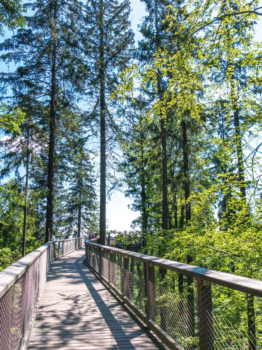 220803 janske lazne boomkroonpad 0001 220803 janske lazne boomkroonpad 0001