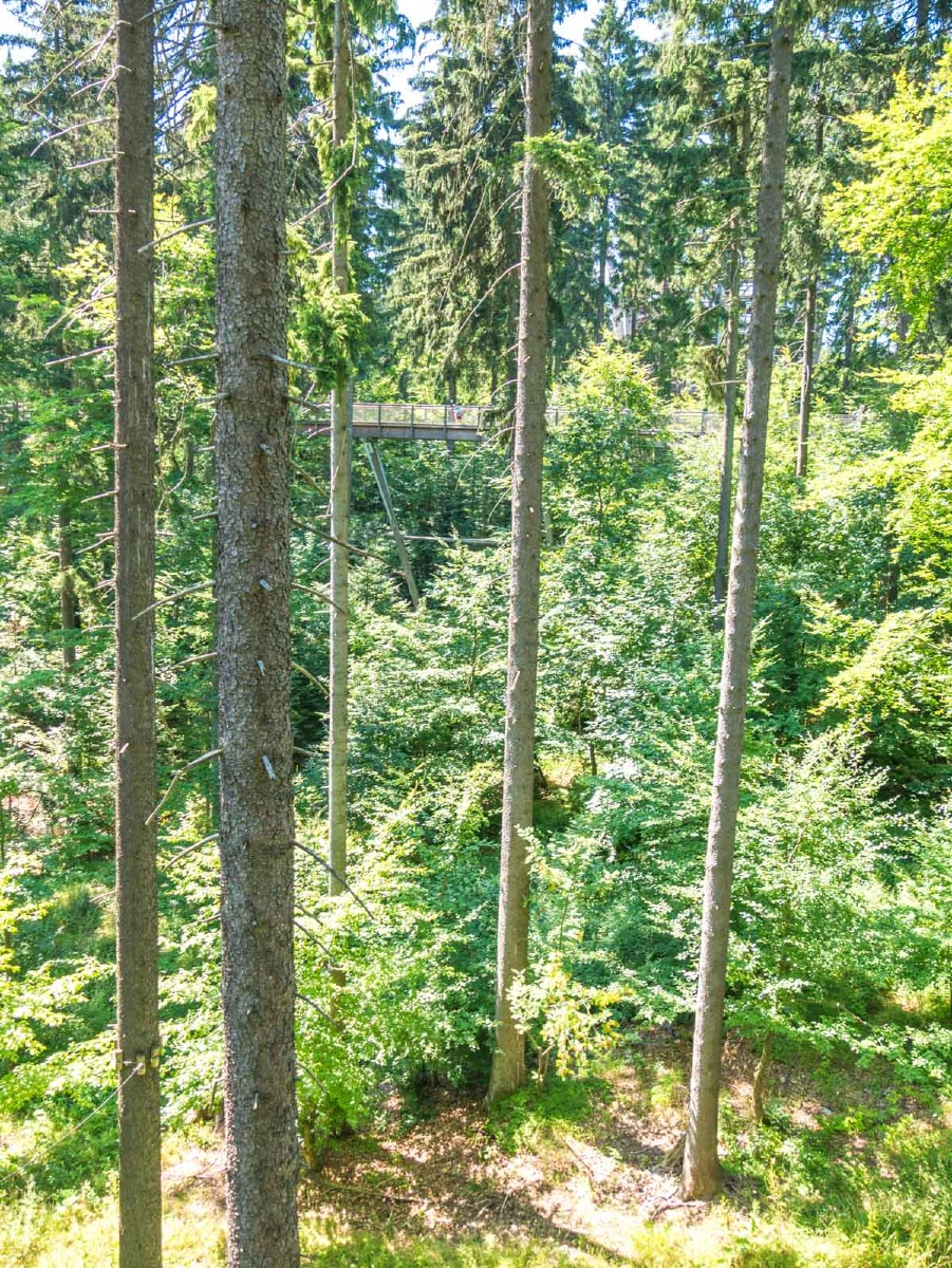 220803 janske lazne boomkroonpad 0002 220803 janske lazne boomkroonpad 0002