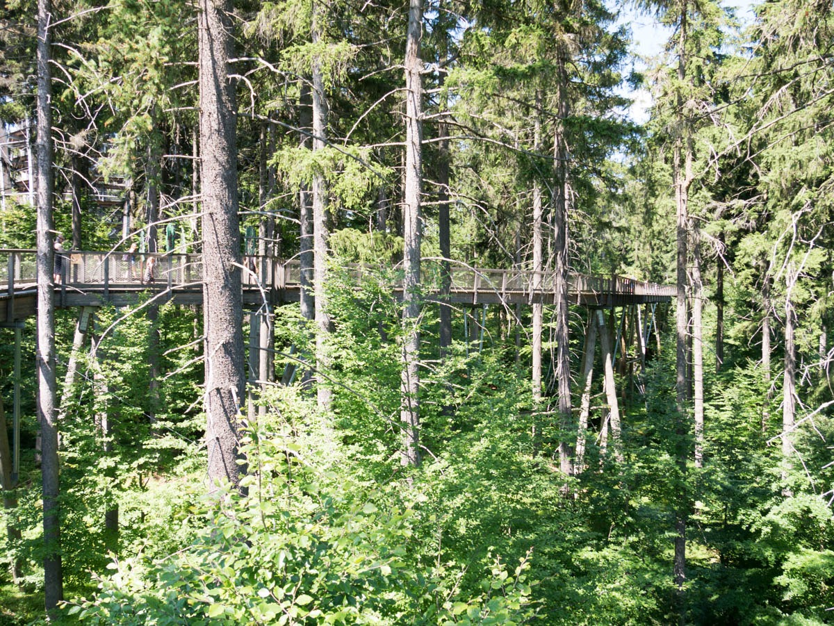 220803 janske lazne boomkroonpad 0004 220803 janske lazne boomkroonpad 0004