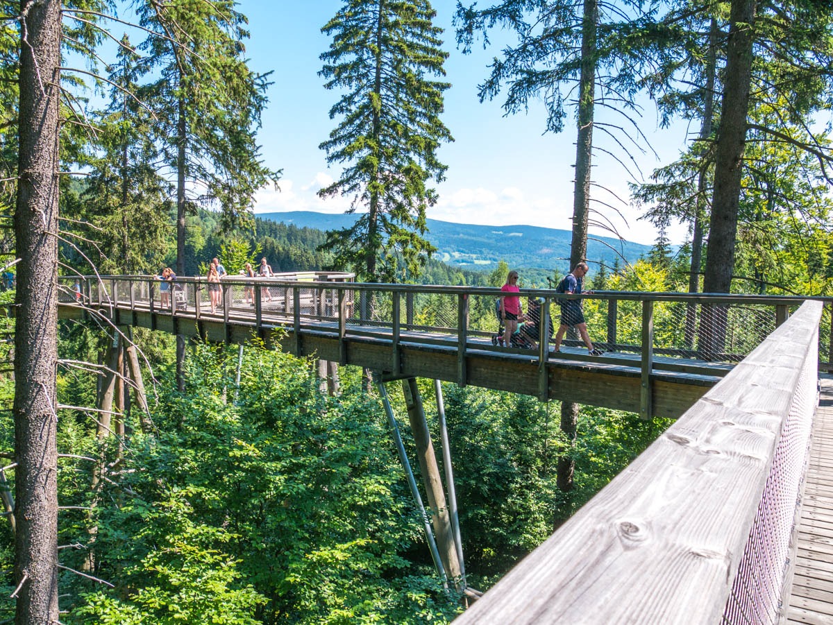 220803 janske lazne boomkroonpad 0005 220803 janske lazne boomkroonpad 0005