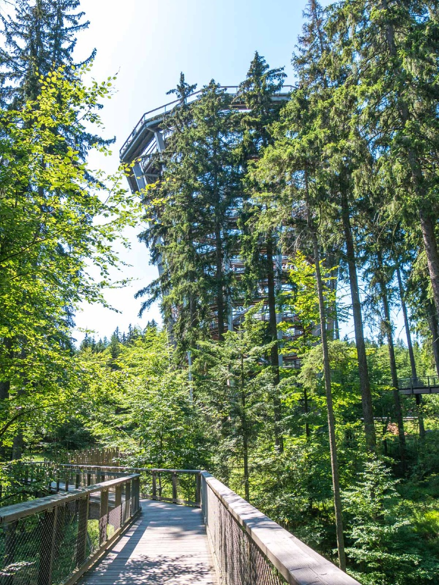 220803 janske lazne boomkroonpad 0006 220803 janske lazne boomkroonpad 0006