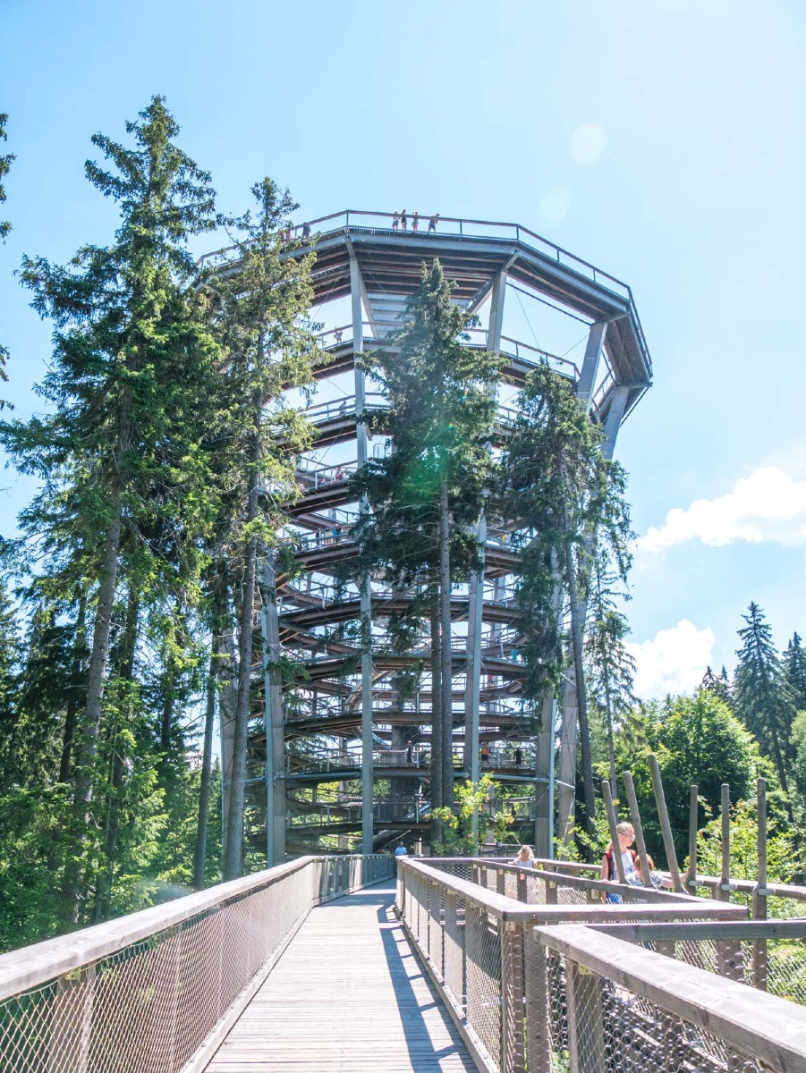 220803 janske lazne boomkroonpad 0023 220803 janske lazne boomkroonpad 0023