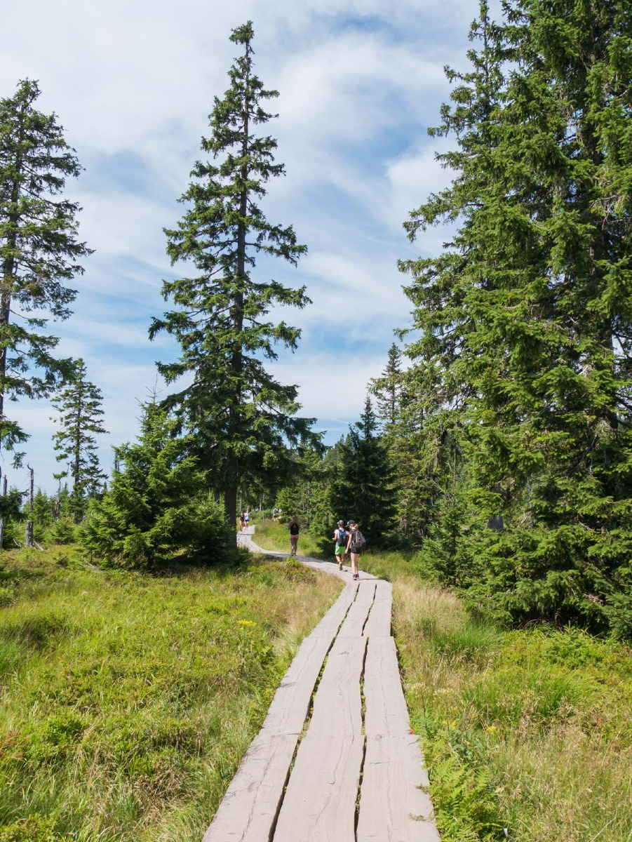 0011 medvedin 0011 medvedin