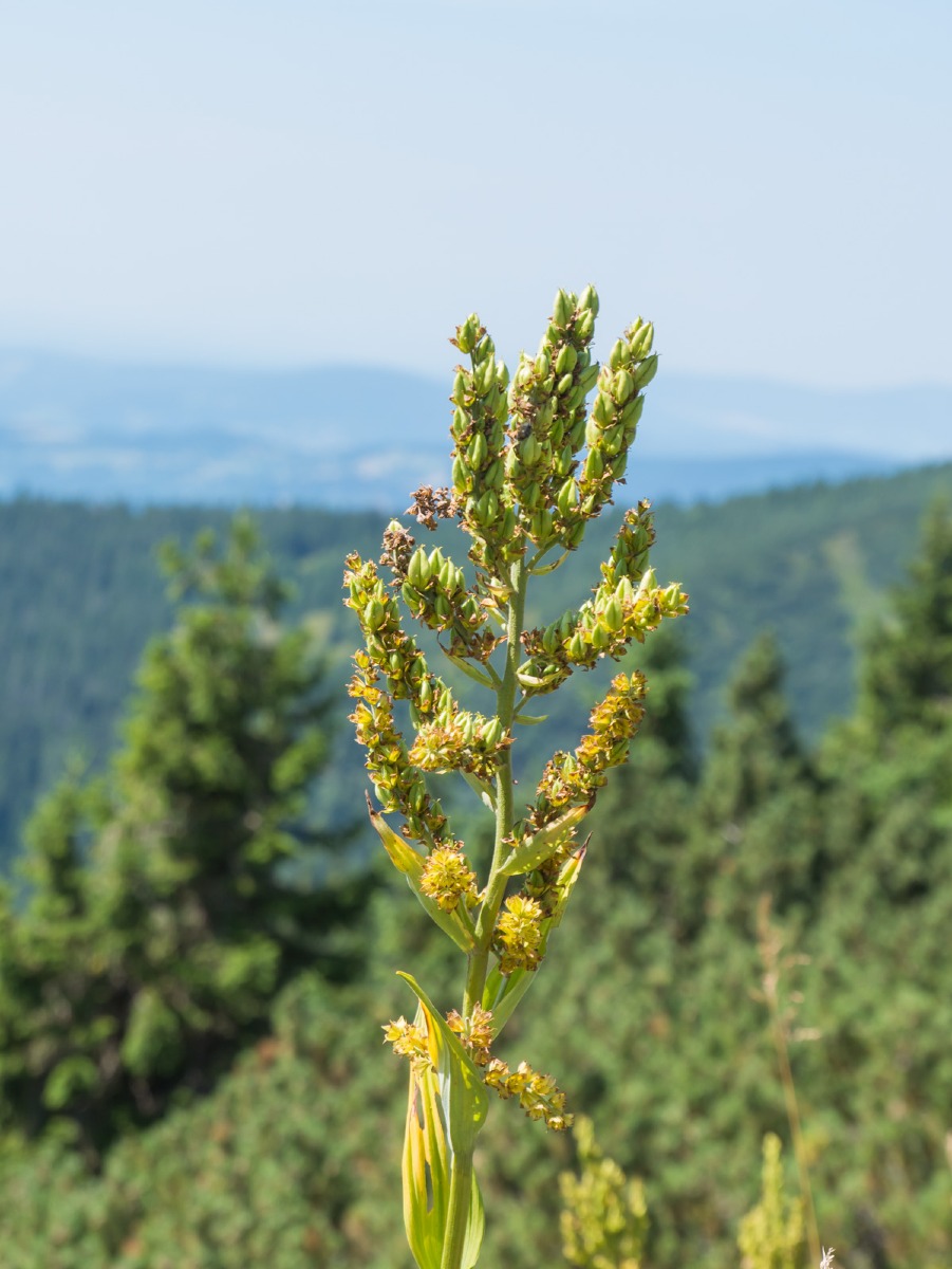 0016 medvedin 0016 medvedin