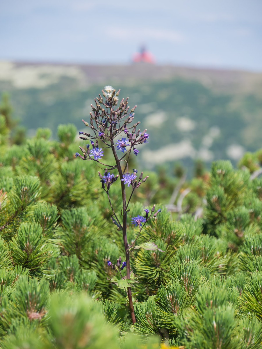 0024 medvedin 0024 medvedin