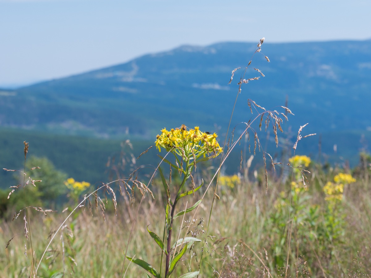 0029 medvedin 0029 medvedin