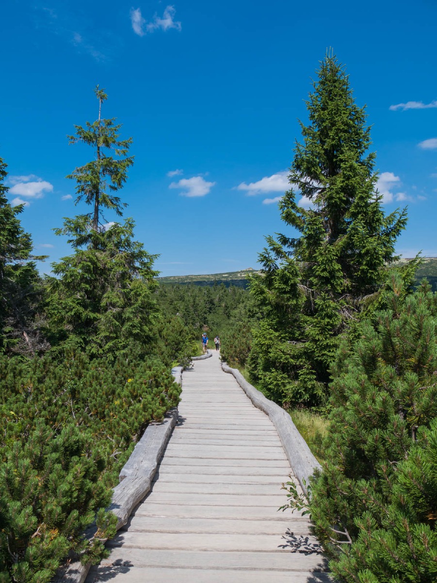 0030 medvedin 0030 medvedin