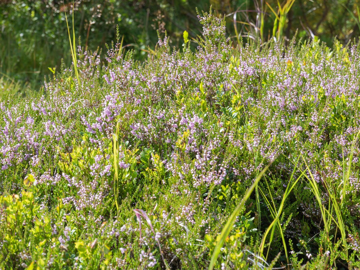 0037 medvedin 0037 medvedin