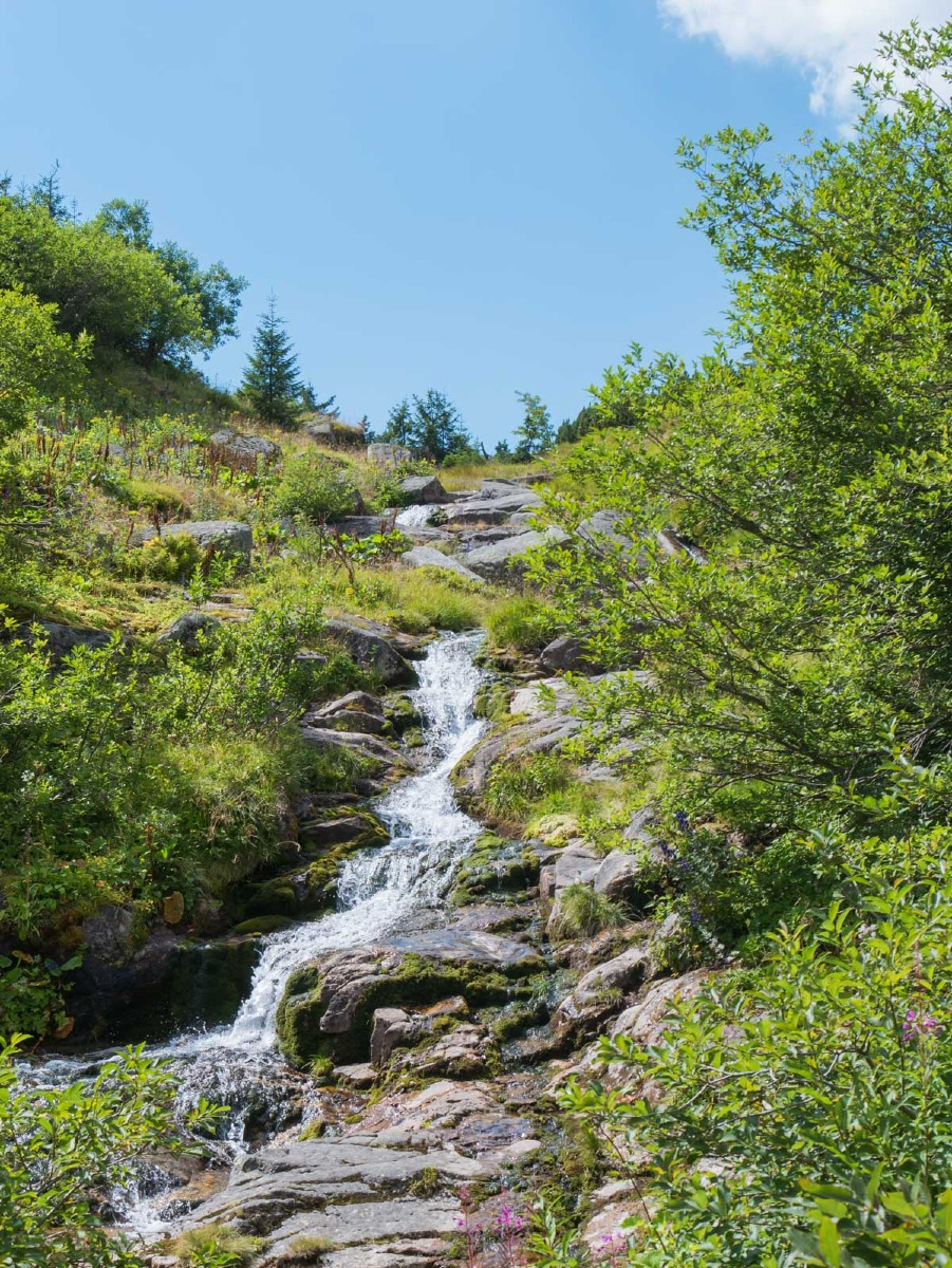 0042 medvedin 0042 medvedin