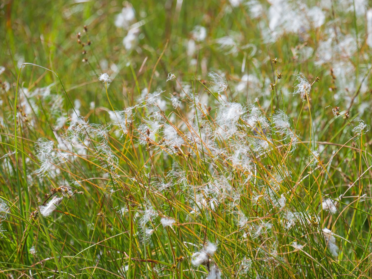 0046 medvedin 0046 medvedin