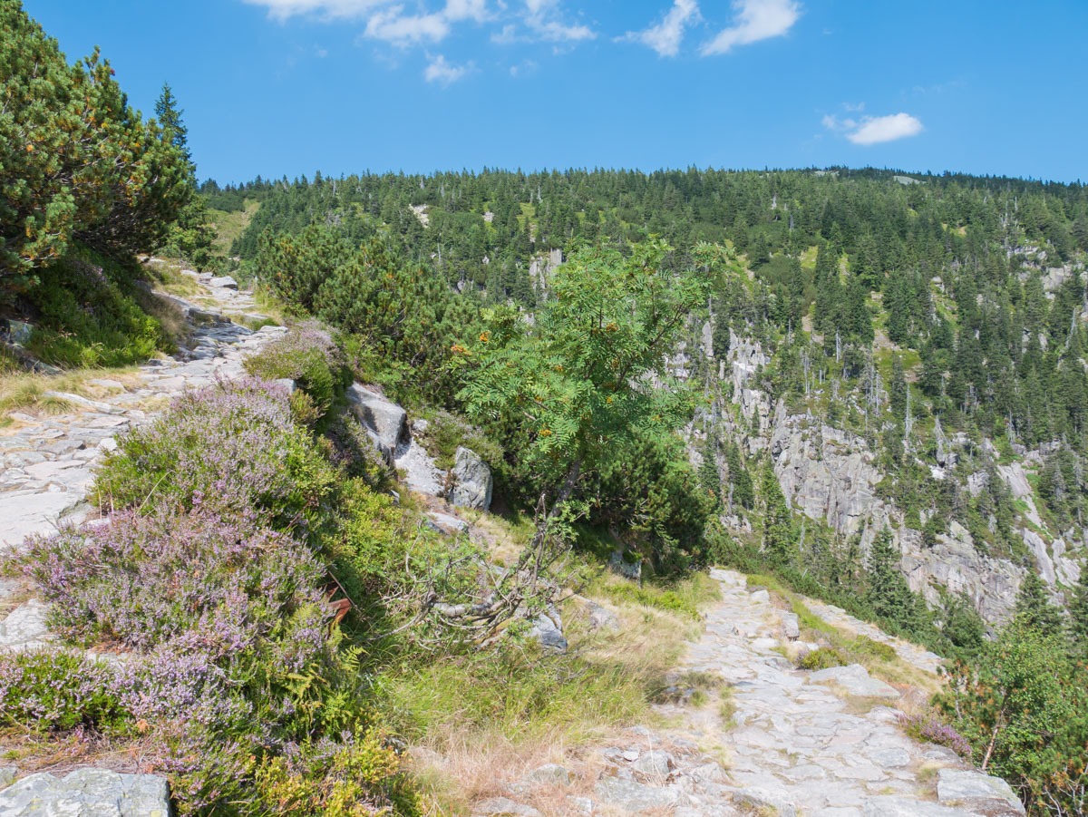 0049 medvedin 0049 medvedin